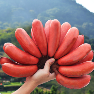 福建漳州红美人香蕉5斤红皮香蕉新鲜水果整箱红香蕉自然熟包邮10