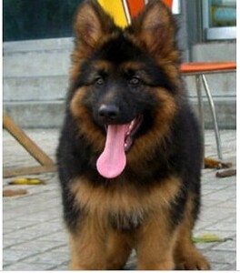 纯种德国牧羊犬活体德牧幼犬德国牧羊犬幼犬德牧狼狗黑背狼青马犬