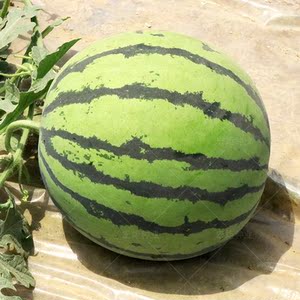 京欣一号西瓜种子