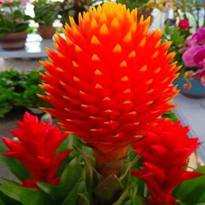 火炬 红运当头大盆景真花红星凤梨花新居开店乔迁客厅植物室内花