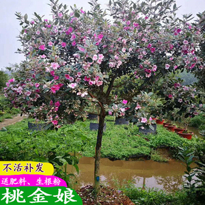 果树捻子树苗桃金娘苗特大山捻子苗乌稔桃金娘树果苗盆栽庭院地栽