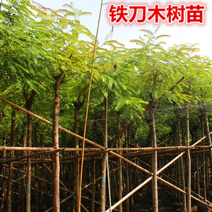 鸡翅木苗孟买黑檀正宗铁刀木树苗珍贵植物黑心木庭院绿化木材树种