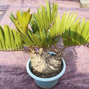 墨西哥铁树多头美洲铁办公室内桌面盆景栽吸甲醛净化空气一物一拍