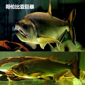 哥伦比亚巨暴大型加拉辛猛鱼大龅牙黄金河虎鱼热带观赏鱼活体批发