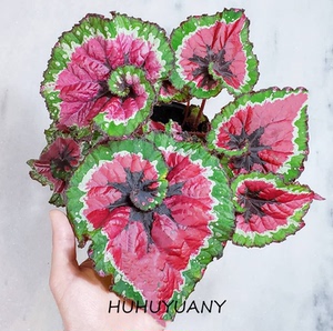 观叶秋海棠五彩蜗牛秋海棠网红ins室内桌面北欧植物盆栽造景绿植