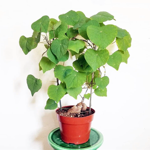 云南野生山乌龟 地不容 金不换 小叶 爬藤块根多肉办公室植物