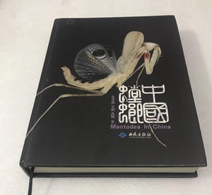 中国螳螂朱笑愚