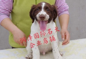 纯种史宾格犬幼犬猎兔犬史宾格犬活体警犬史宾格猎兔犬保健康包邮