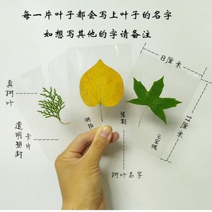 叶子标本树叶真叶