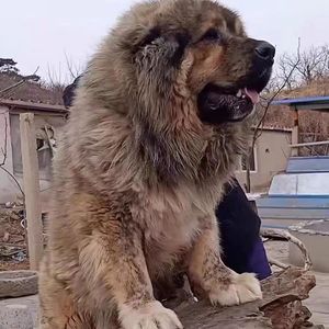 纯种高加索幼犬巨型熊版俄罗斯高加索犬超大宠物狗活体幼犬出售