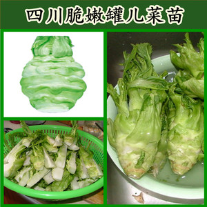 四川传统脆嫩特大罐儿菜苗 香嫩罐儿芥菜苗 四川绵阳罐罐菜苗