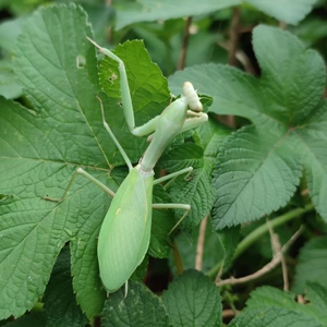 中华斧螳广斧螳螂大型螳螂斧螳螂活体果蝇杯眼斑螳螂中华大刀螳螂