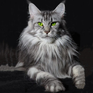 蓝色落叶2009淘宝缅因猫幼猫纯种大型北京猫舍出售长毛缅因猫巨型银