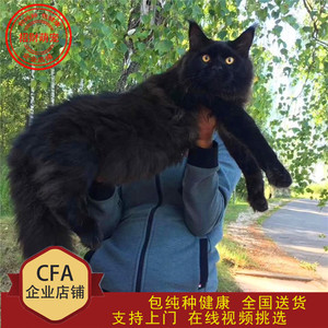 缅因猫活体幼猫赛级纯种宠物猫纯黑巨型挪威森林猫长毛猫布偶猫