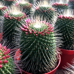 大颗开花仙人球