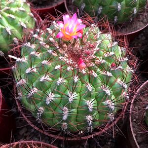 红刺金钱豹仙人球客厅阳台开花狂刺多肉植物吸甲醛仙人掌易养包邮