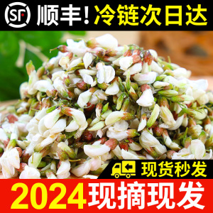 【顺丰】现摘现发河南洋槐花新鲜花骨朵野菜3斤2斤包邮杨槐花