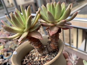 多肉绿苹果叶仙女杯