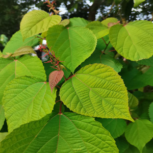 tb03915795淘宝大山新鲜红帽顶 红背娘 红膜树红背山麻杆红小娘红丹