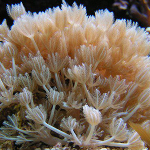 日闪千手斐济鬼爪人工繁殖软体珊瑚澳闪八爪lps海水缸真活体