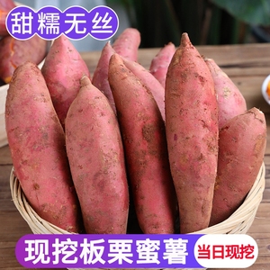 新鲜蜜薯10斤板栗红薯沙地糖心地瓜农家自种番薯现挖烟薯香薯山芋
