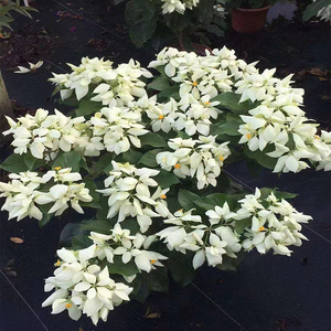 玉叶金花白纸扇多年生灌木室内外花园庭院阳台美观花萼观赏基地苗