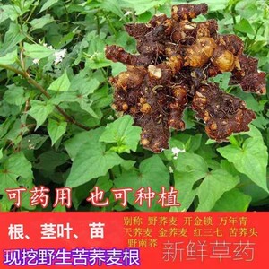 现挖新鲜野生荞麦根 苦荞头 苦荞兰 野荞兰 万年荞 中草药材 金荞