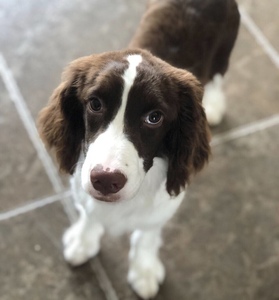 【史宾格犬】史宾格犬品牌,价格 - 阿里巴巴