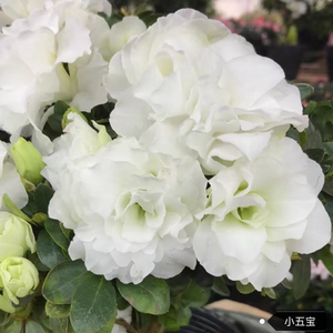 【坤福园艺】小五宝稀有品种杜鹃花重瓣白色玫瑰花型无花苞