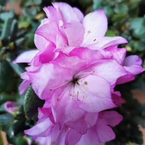 蓝樱杜鹃花带花苞双筒套瓣花稀缺淡紫色东洋鹃花团锦簇耐寒盆栽