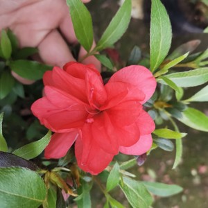 稀有日本皋月杜鹃沙浪名贵杜鹃花盆栽阳台绿植花卉四季开花