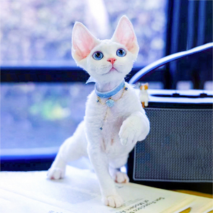 德文卷毛猫幼猫纯白色猫咪活物浅蓝色眼睛赛尔凯克宠物猫纯种猫舍