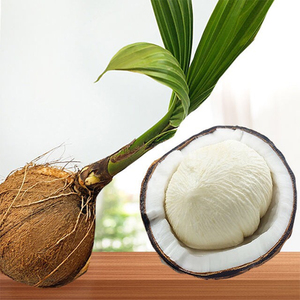 【第2份半价发8个】海南出芽椰子椰宝4个装 软绵香甜口感童年味道