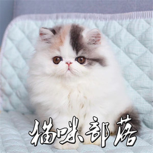 加菲猫活体 宠物猫幼猫纯种三花净梵长毛小猫咪波斯猫有血统证书