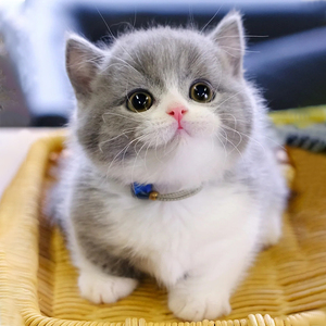 曼基康矮脚猫幼猫拿破仑长毛猫纯种活物蓝白小短腿猫咪幼崽宠物猫