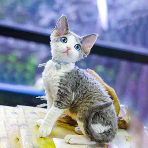 德文卷毛猫幼猫崽赛尔凯克德国灰白蓝眼猫咪活物赛级宠物猫舍血统