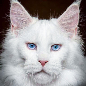 【白色狮子猫】白色狮子猫品牌,价格 - 阿里巴巴