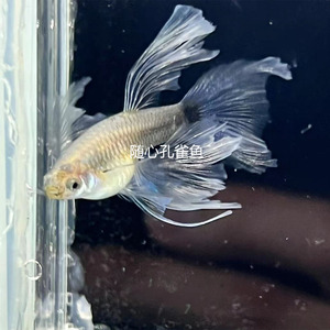 蓝礼服大c蝶翼缎带纯种孔雀鱼胎生小型热带观赏凤尾鱼苗淡水活体