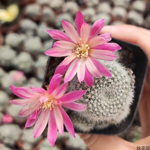 艾丝美拉达宝山属仙人球