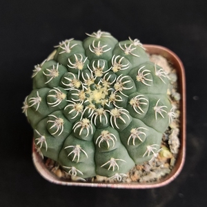 仙人球白刺瑞昌玉