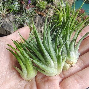 空气凤梨 巨型黄精灵 侧芽