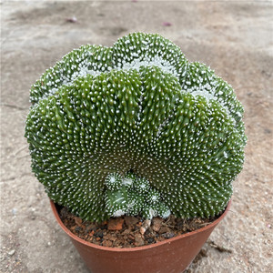 稀有精品彩色开花仙人掌松露玉缀化办公室防辐射阳台多肉绿植