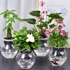 水鲜花盆栽水养水仙室内