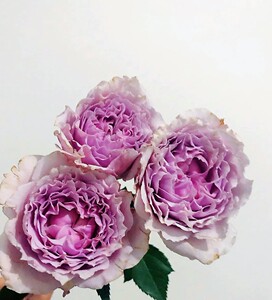 云尚月季|肯尼亚玫瑰 粉色香精 多头大花浓香玫瑰月季花苗