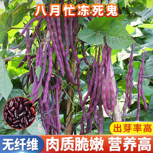 八月忙四季豆豆角种籽菜豆紫芸豆种子压趴架春秋豆角种豇豆蔬菜孑