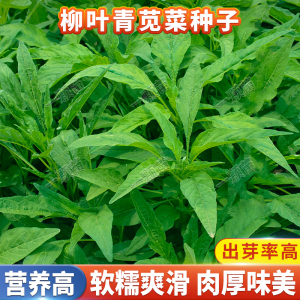 夏季柳叶青苋菜种子野生绿苋菜白苋菜种籽阳台耐热青菜籽蔬菜种孑