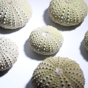 小颗完整海胆化石标本 棘皮动物 古生物化石 教学科普用具 海星