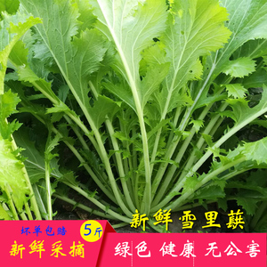 蔬菜雪里蕻新鲜