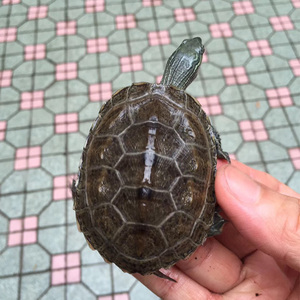 (日花草杂交龟)日花草苗:日本石龟 花龟 草龟三种基因的结合体