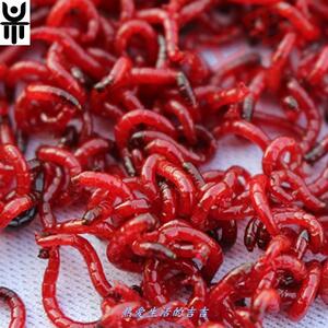 血耳鱼料子活饵鲜活鱼虫垂钓鱼饵血虫红线虫赤虫鲜红虫线虫水蚯蚓